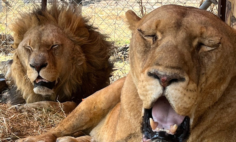 Two of the lions which had to be euthanised.