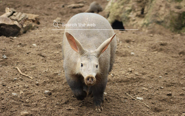 Aardvark HD Wallpapers Theme