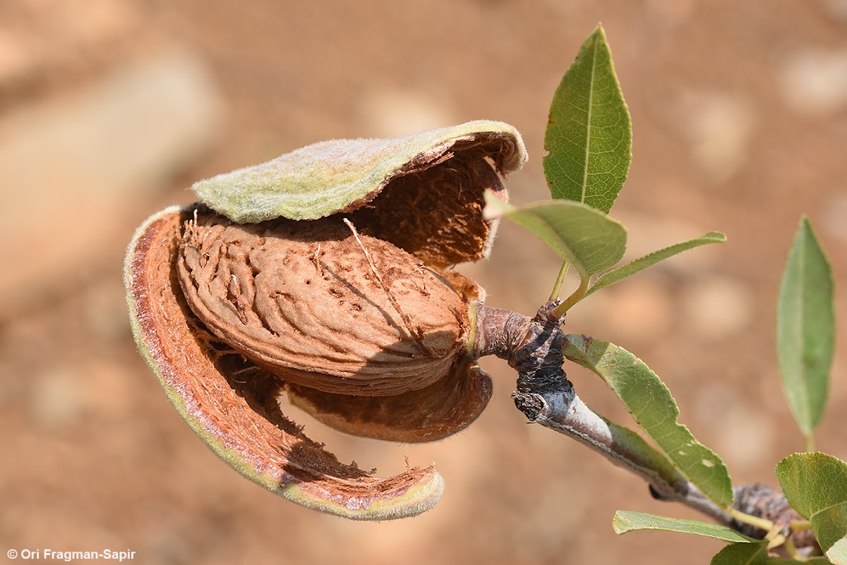 Wild Almond