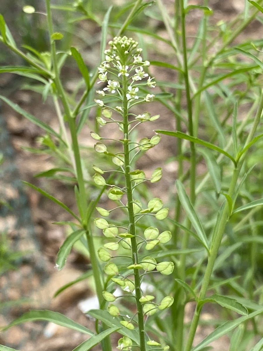 Virginia Pepperweed
