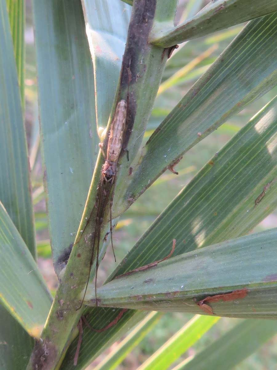 Long-jawed Orb-weaver