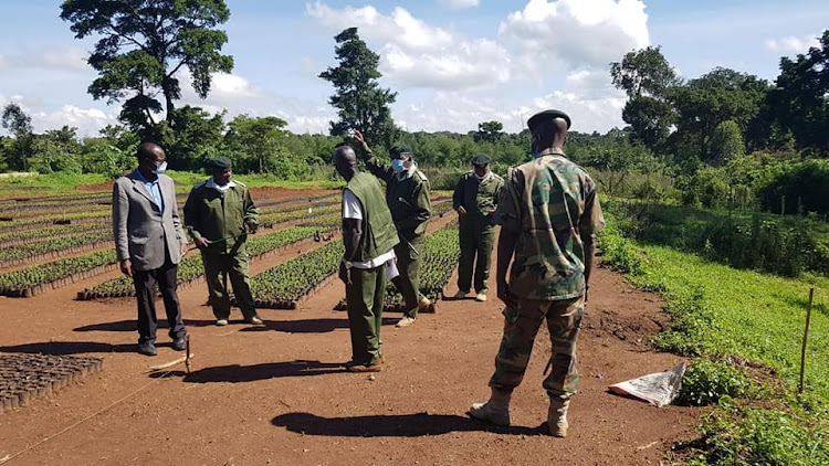 KFS senior officials near tree nurseries.