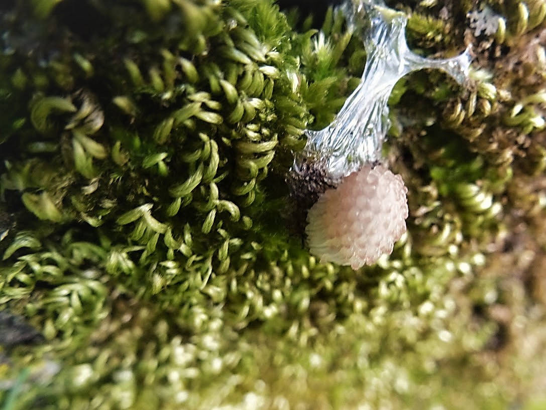 Tubular slime mold