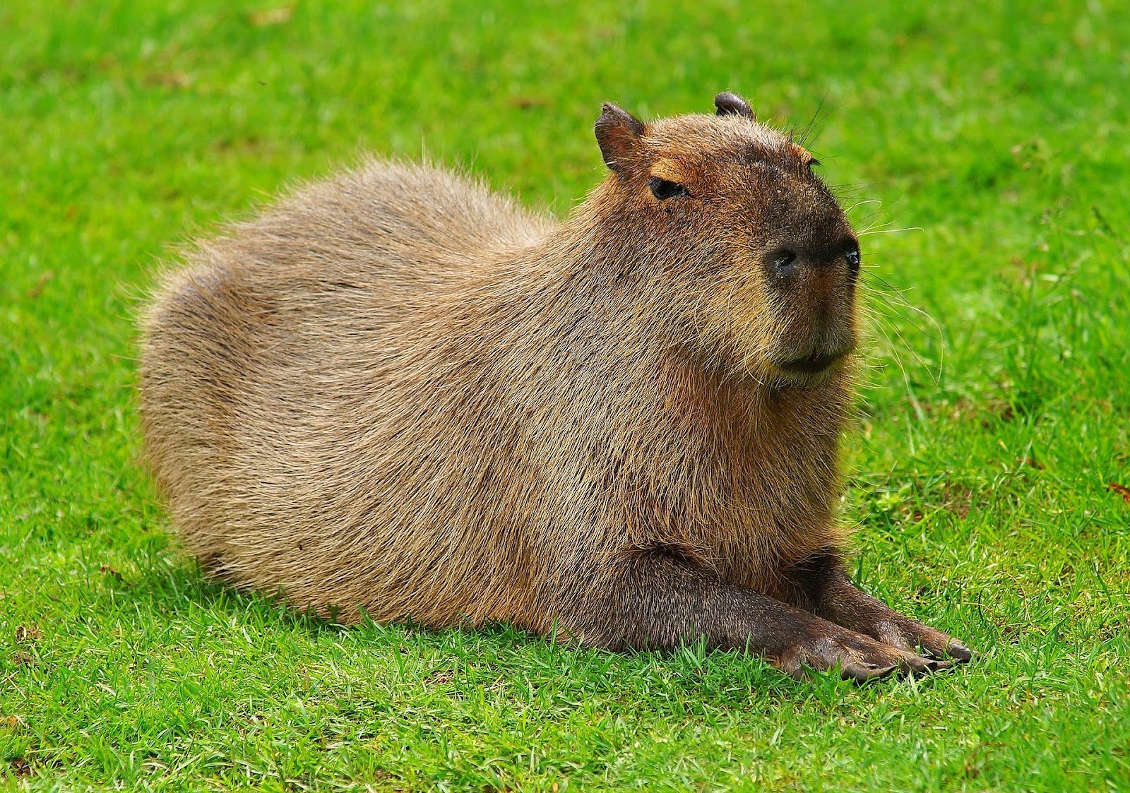 Why Are Capybaras So Friendly