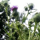 Bull Thistle