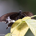 Common Mormon