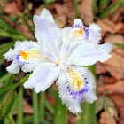 Fringed Iris