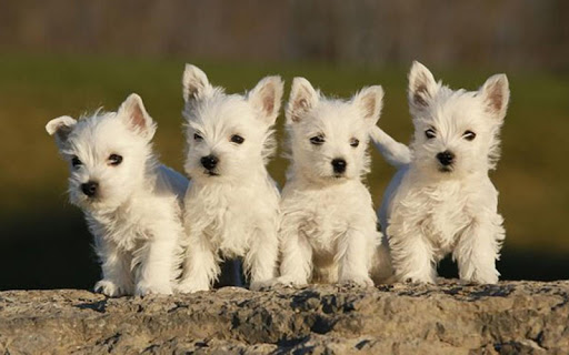 Puppies Live Wallpaper