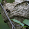 Bald-faced Hornet (Nest)