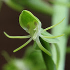 The Soft-Leafed Habenaria