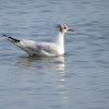 Gaviota reidora