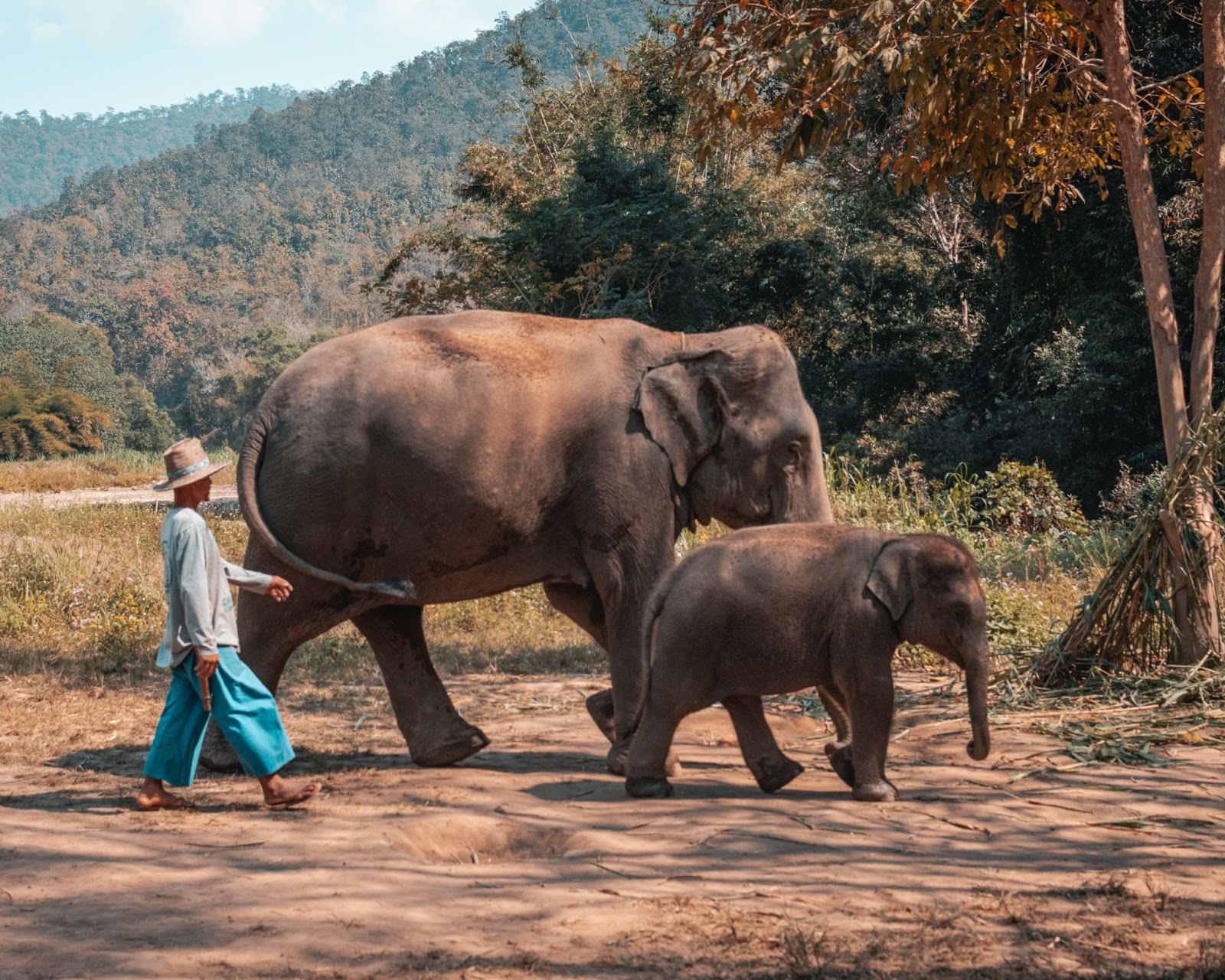 Farmers and their elephants living in Chiang Mai
