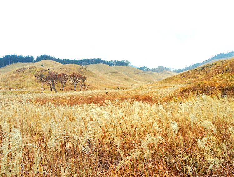 RAV4の紅葉・11月も宜しくお願いします・砥峰高原・辻川山公園・家族サービスは大事に関するカスタム事例の投稿画像3枚目