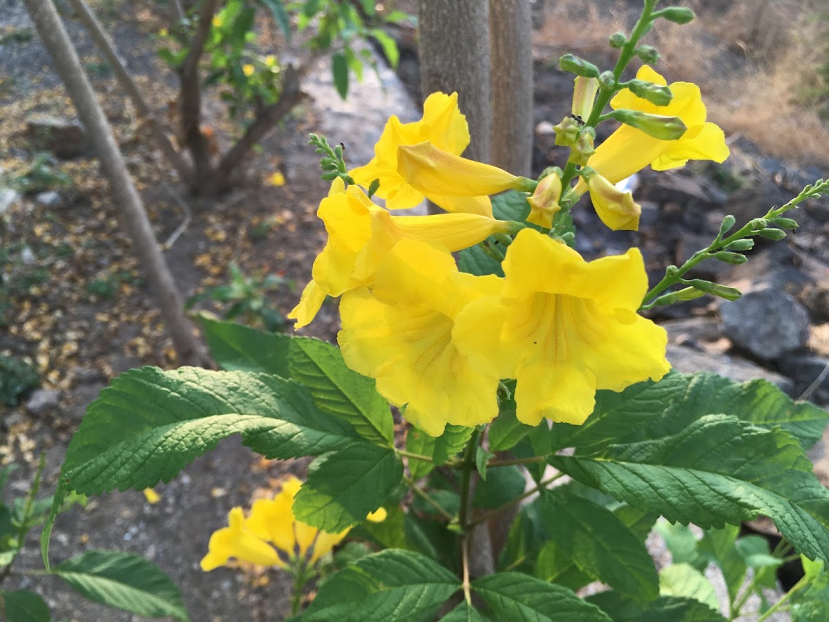 Yellow Bells