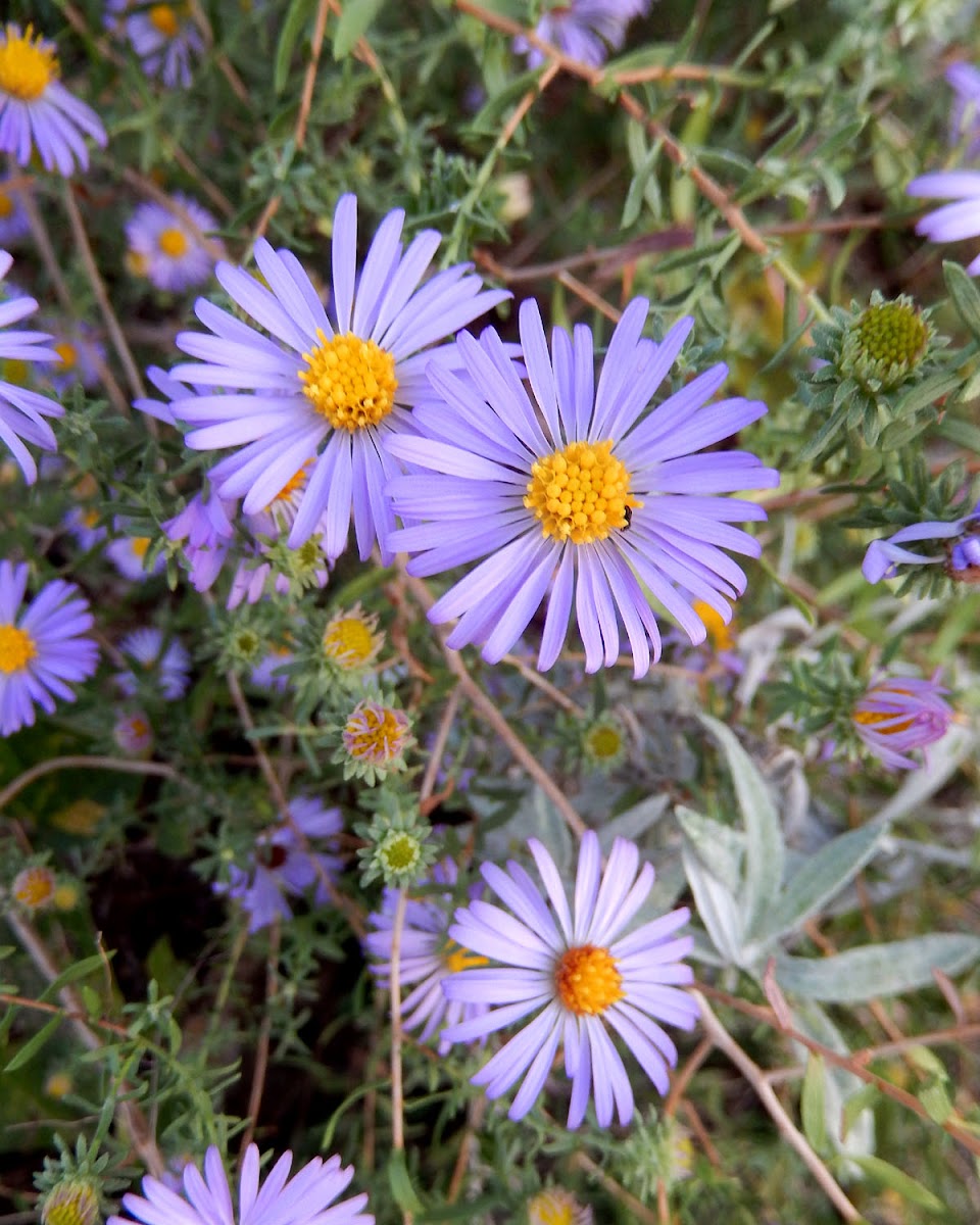 New England Aster