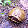 Three-toed box turtle