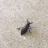 Giant Water Bug