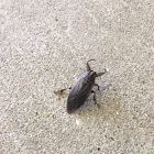 Giant Water Bug