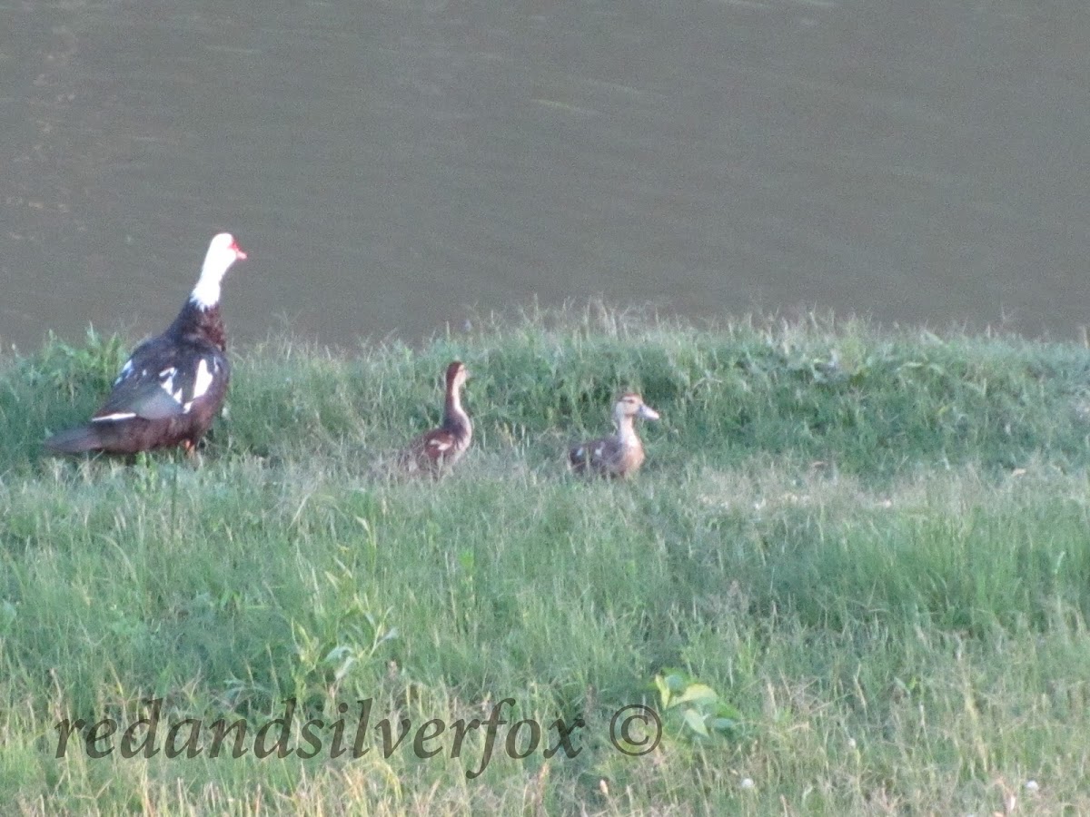 Muscovy Duck