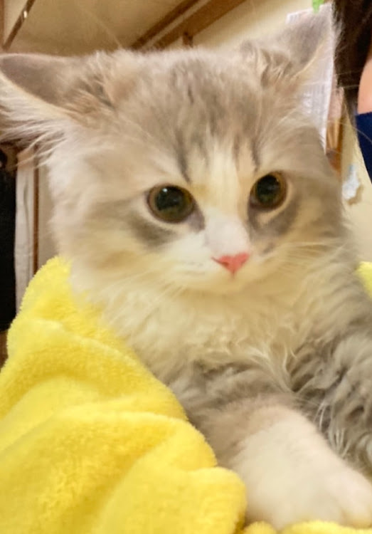 ネイキッドのブルーインパルス・医療従事者にエールを❗️・コロナが早く終息しますように・来年もよろしくお願いします・年末のご挨拶に関するカスタム事例の投稿画像7枚目