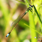 Rambur's Forktail Damselfly