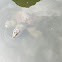 Chinese softshell turtle