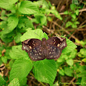 Sickle-winged Skipper