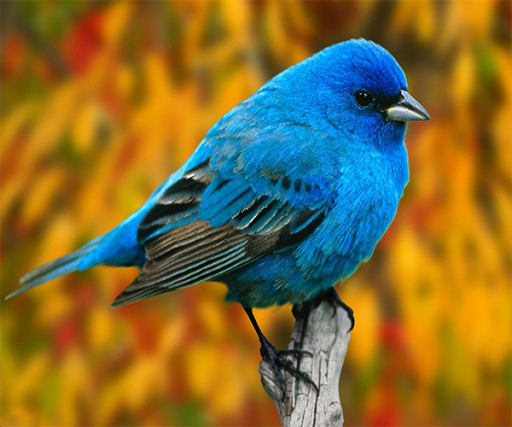 Bird Live Wallpaper