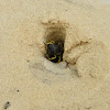 Sand Wasp