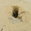 Sand Wasp