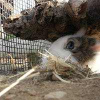 Un piccolo animaletto  di 