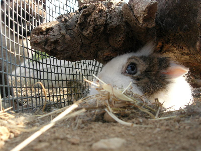 Un piccolo animaletto  di rubis