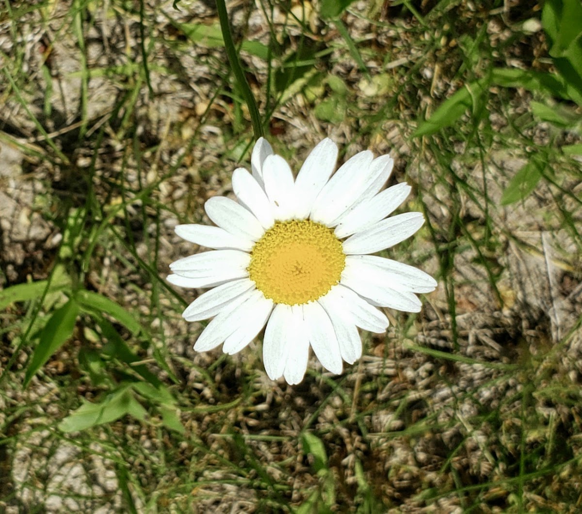 Ox-eye Daisy