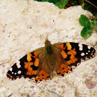 Painted lady