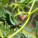 Predatory Stink Bug