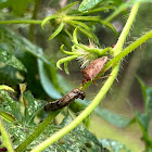 Predatory Stink Bug