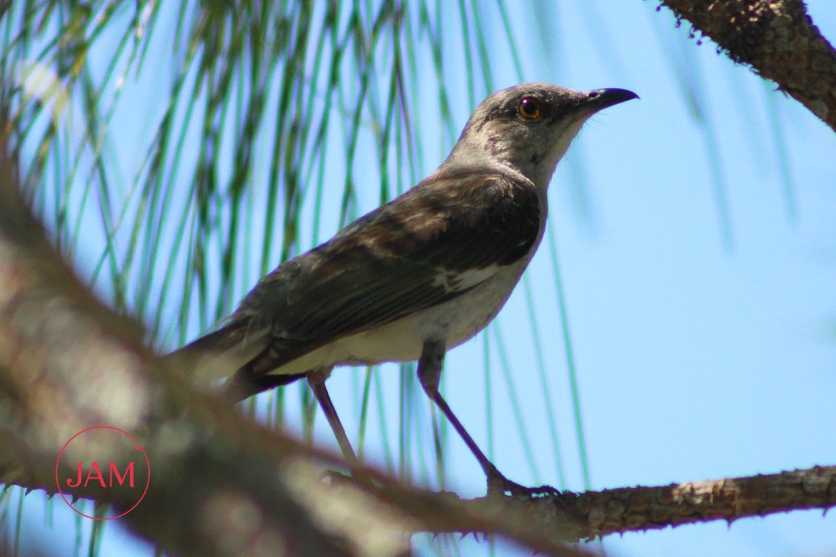 Northern Mockingbird