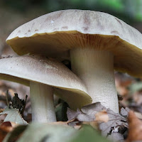 Funghi di 