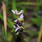 woodcock bee-orchid, Schnepfen-Ragwurz