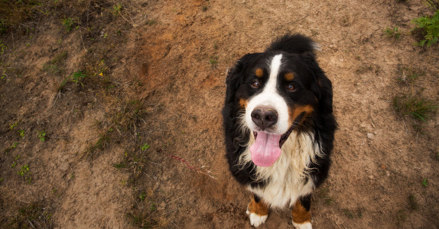 Os maiores cachorros do mundo: conheça as raças - Veterinária Pet Pillow