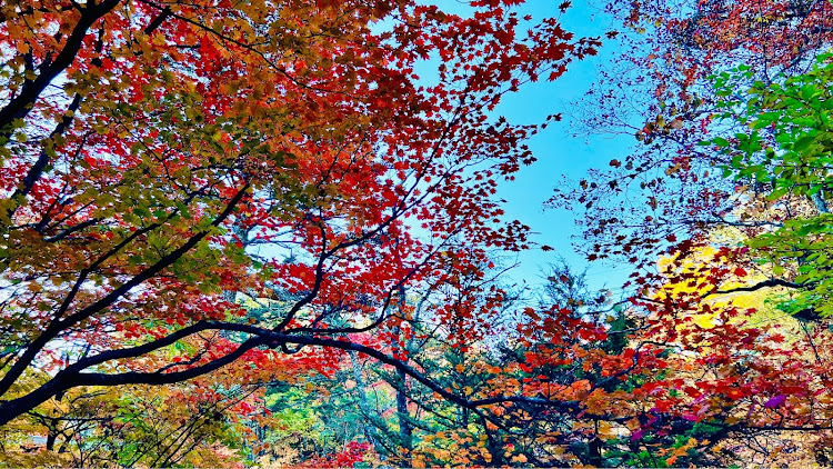 アウトランダーの紅葉・奥日光・竜頭の滝・ひたち海浜公園コキア・大洗高等学校マーチングバンドBLUEHAWKSに関するカスタム事例の投稿画像5枚目