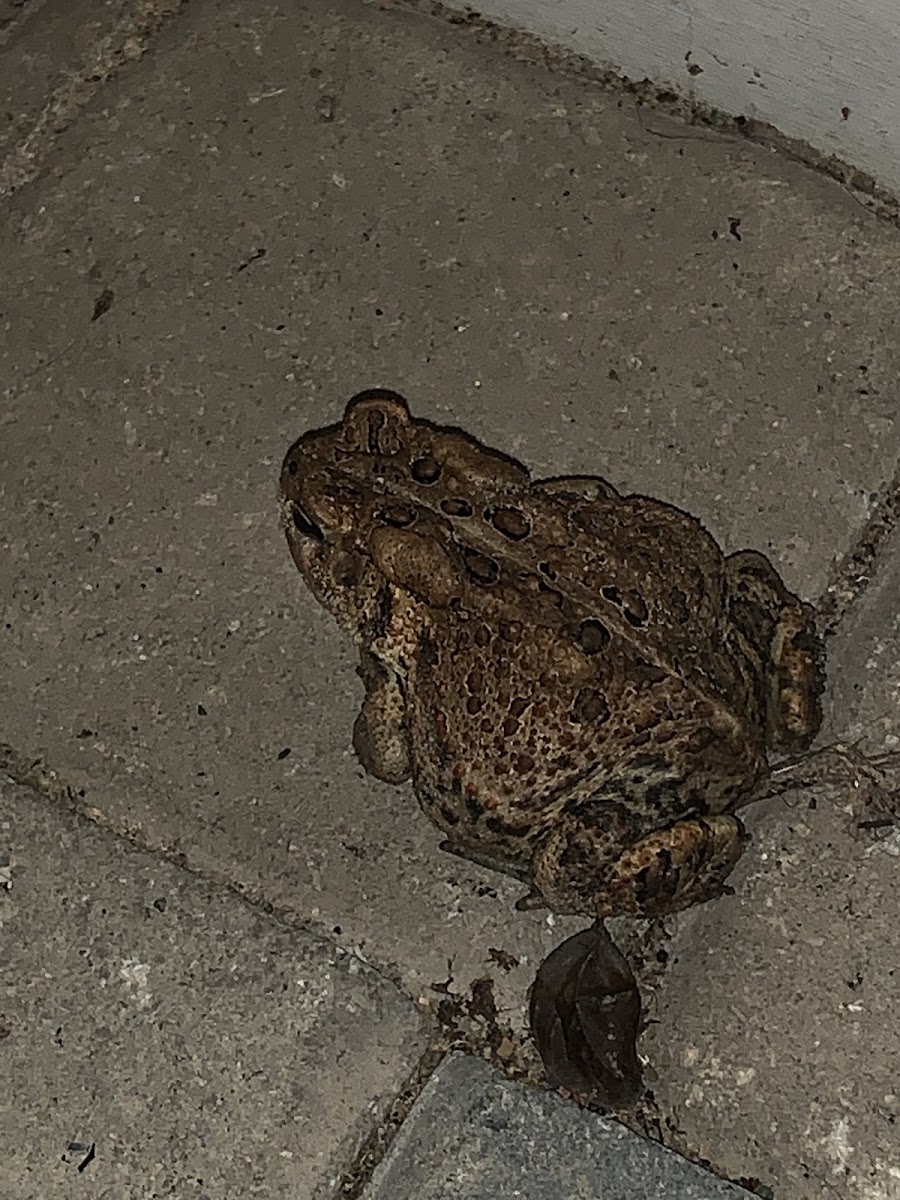 Mountain Chorus Frog