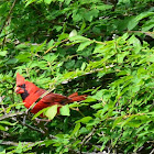 Northern Cardinal