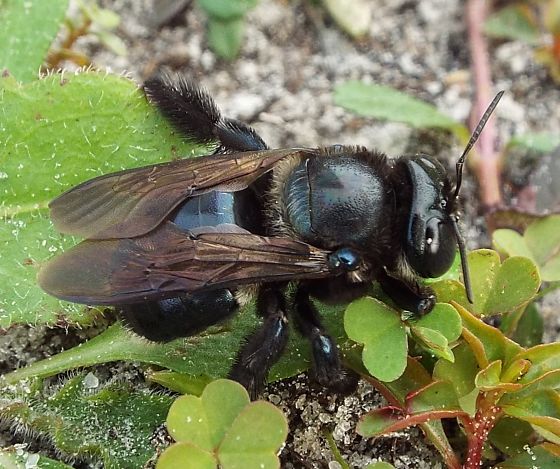 Southern Carpenter Bee