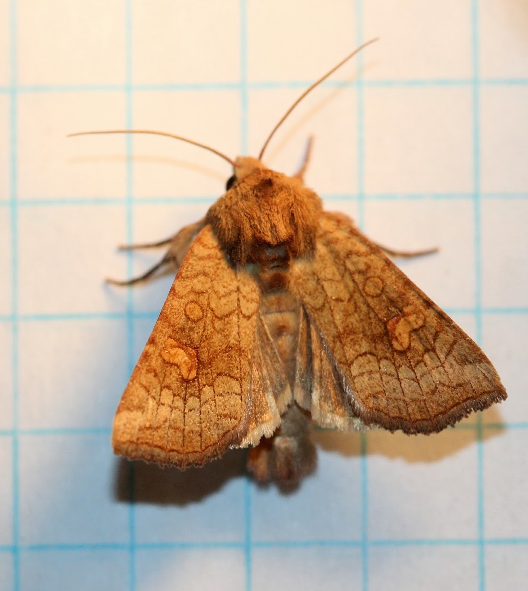 American Ear Moth