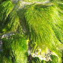 unknown seaweed