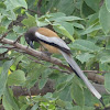 Rufous Treepie