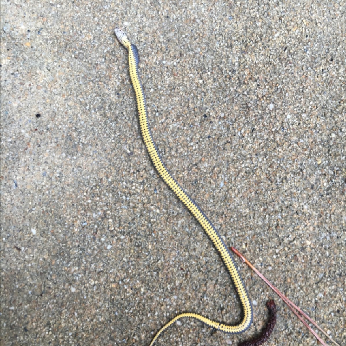 Ring neck snake