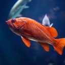 Fish Wallpapers New Tab Theme