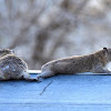 Rock hyrax